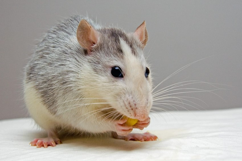 Do rats recognize musical melodies like humans?